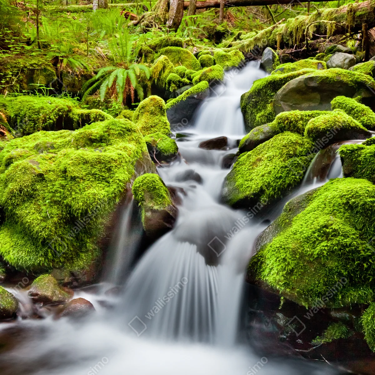 Fensteraufkleber moosbedeckter bach bei Sol Duc Falls Fensteraufkleber moosbedeckter bach bei Sol Duc Falls