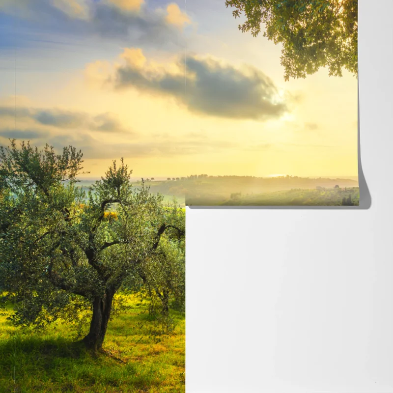 Fototapeta gaj oliwny przy zachodzie słońca w Maremma, Toskania Fototapeta gaj oliwny przy zachodzie słońca w Maremma, Toskania