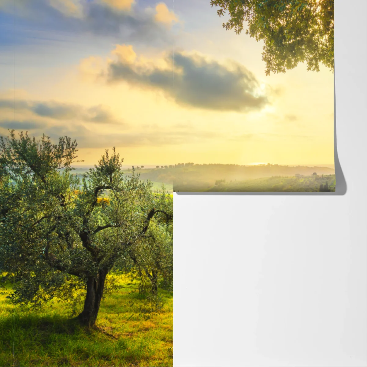 Fototapeta gaj oliwny przy zachodzie słońca w Maremma, Toskania Fototapeta gaj oliwny przy zachodzie słońca w Maremma, Toskania