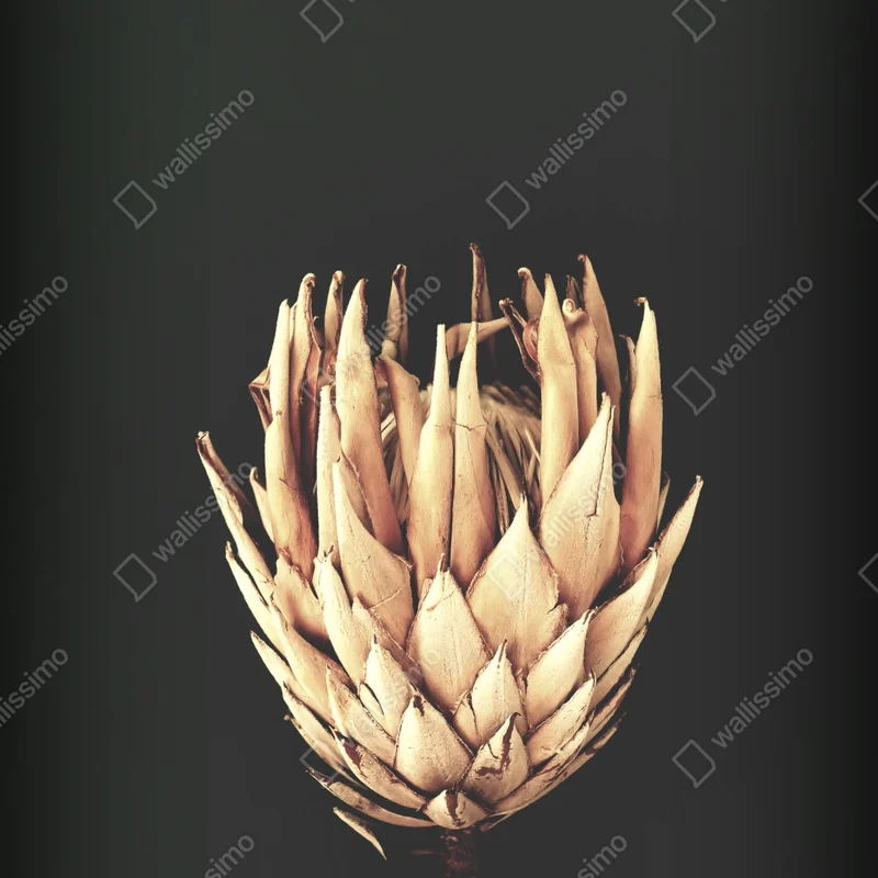 Poster getrocknete protea in sepia Poster getrocknete protea in sepia