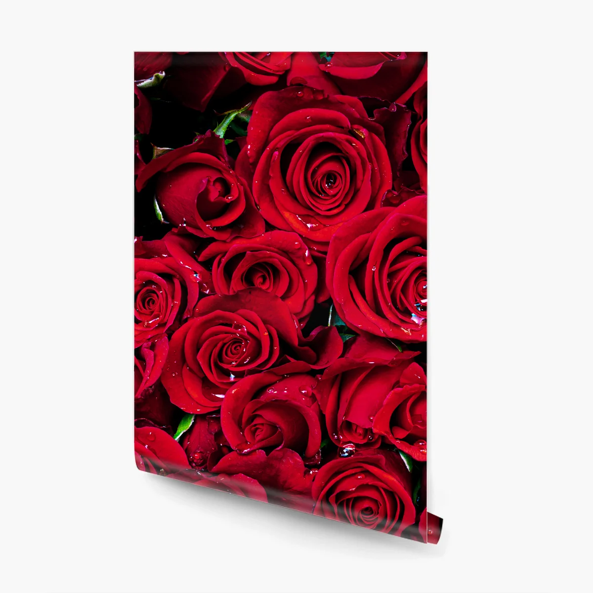 Fototapete dichte wand aus roten rosen Fototapete dichte wand aus roten rosen