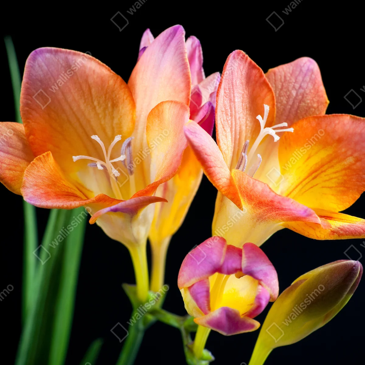 Naklejka na okno żywe pomarańczowe frezje na czarnym tle Naklejka na okno żywe pomarańczowe frezje na czarnym tle