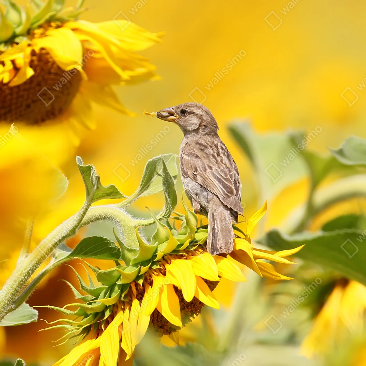 Leinwandbild spatz auf einer sonnenblume Leinwandbild spatz auf einer sonnenblume