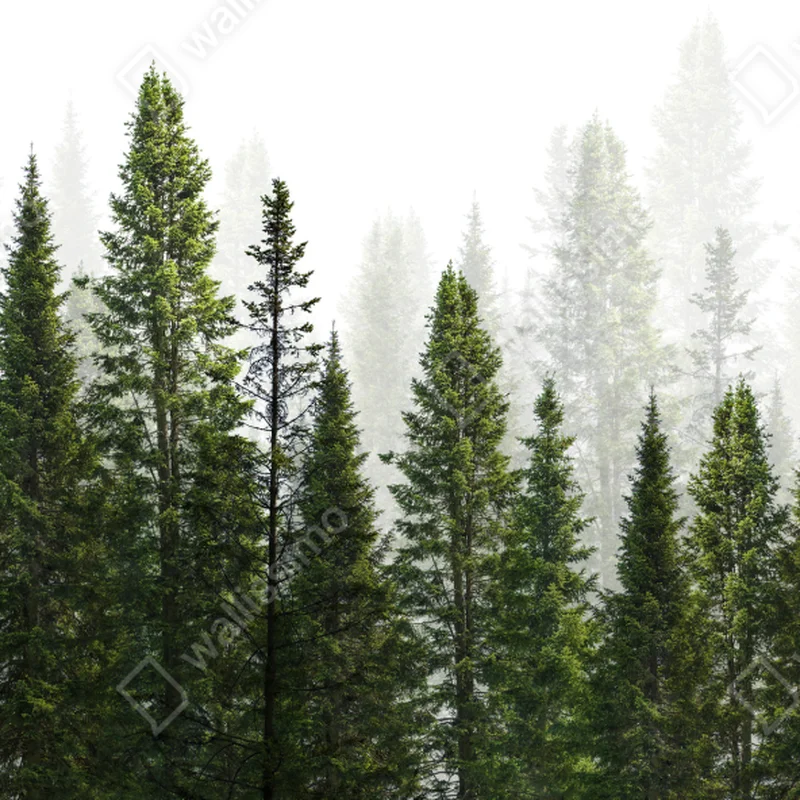 Schrankaufkleber nebliger tannenwald Schrankaufkleber nebliger tannenwald