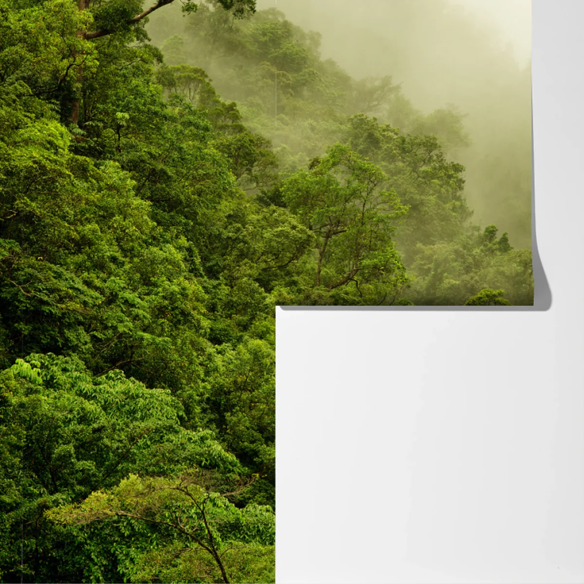 Fototapeta mglisty las deszczowy w pobliżu Cairns Fototapeta mglisty las deszczowy w pobliżu Cairns