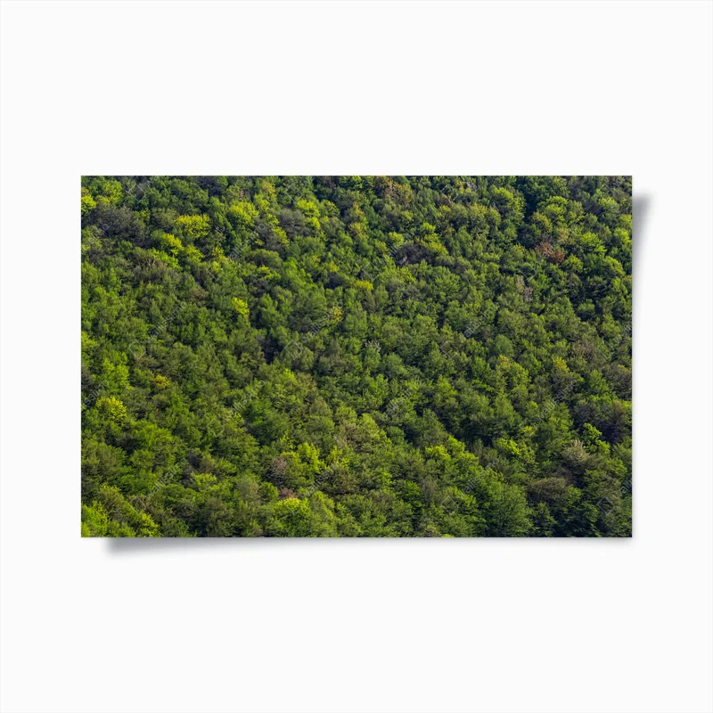 Poster Luftaufnahme Waldbaum, Ökosystem Regenwald und gesundes Umweltkonzept und Hintergrund, Textur des grünen Baumes Waldblick von oben. • Poster bei Wallnifity® Poster Luftaufnahme Waldbaum, Ökosystem Regenwald und gesundes Umweltkonzept und Hintergrund, Textur des grünen Baumes Waldblick von oben. • Poster bei Wallnifity®