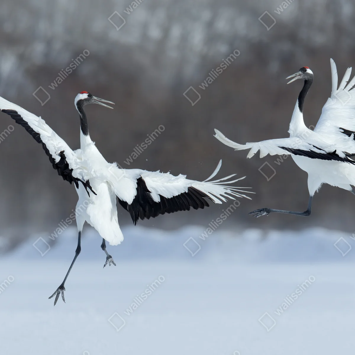 Tischaufkleber und Schreibtischaufkleber tanzende rotkronenkraniche im schnee, Hokkaido Tischaufkleber und Schreibtischaufkleber tanzende rotkronenkraniche im schnee, Hokkaido