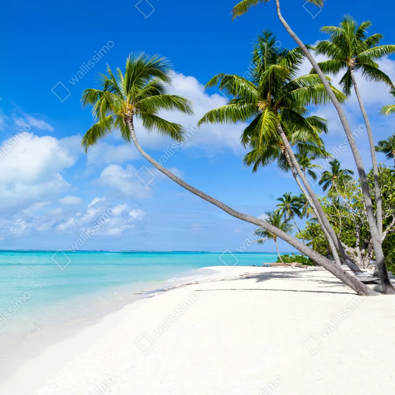 Schrankaufkleber tropischer palmenstrand Schrankaufkleber tropischer palmenstrand