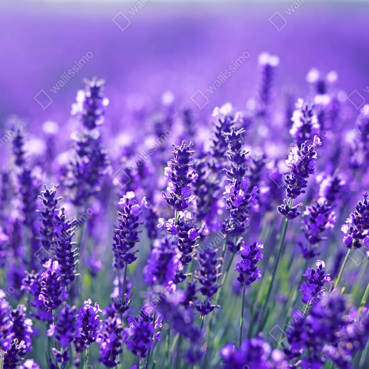 Kühlschrankaufkleber feine botanische linienzeichnung mit blumen Kühlschrankaufkleber feine botanische linienzeichnung mit blumen