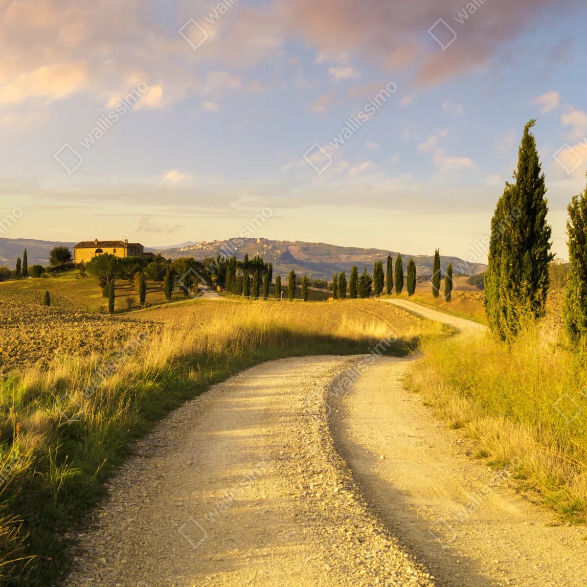 Naklejka na okno złota wiejska droga wśród cyprysów Naklejka na okno złota wiejska droga wśród cyprysów