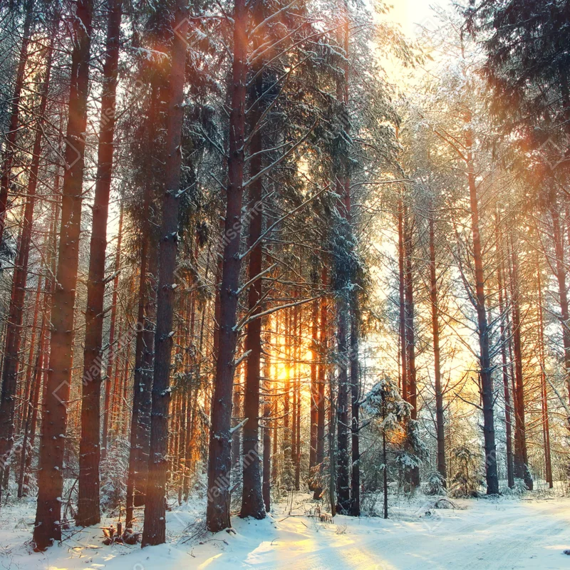 Fototapeta zimowy las o świcie Fototapeta zimowy las o świcie