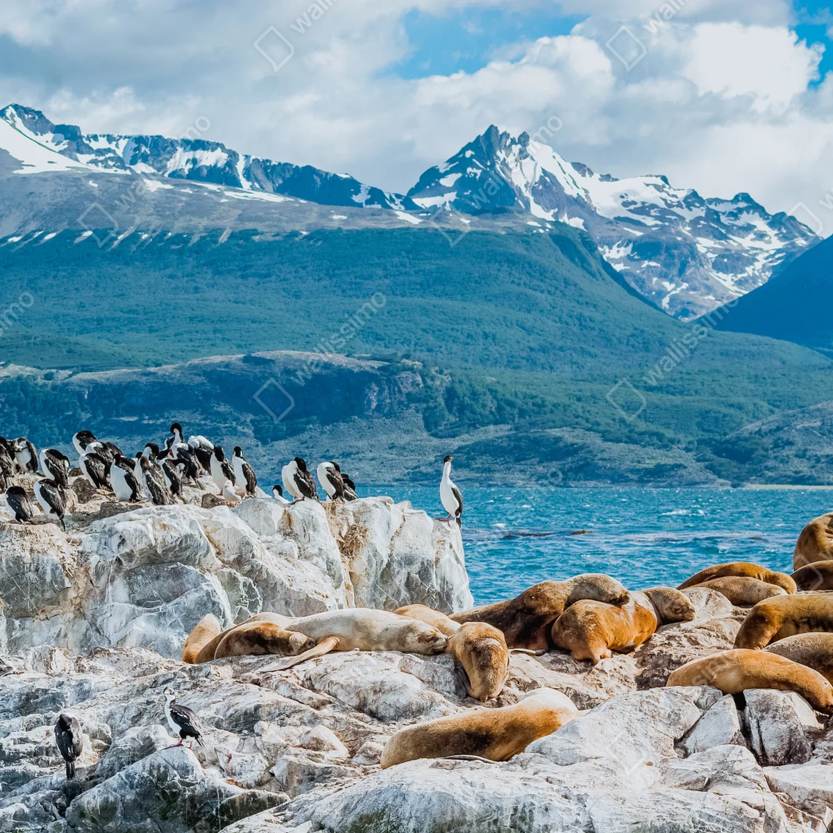 Laptop-Aufkleber seelöwen und seevögel an der felsküste Laptop-Aufkleber seelöwen und seevögel an der felsküste