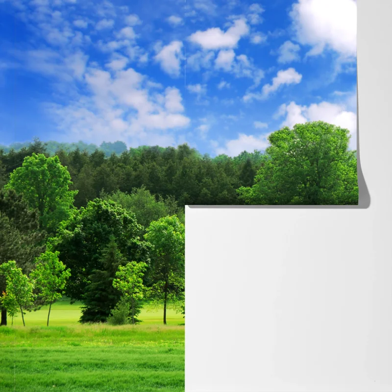 Fototapete sommerlicher grüner wald unter blauem himmel Fototapete sommerlicher grüner wald unter blauem himmel