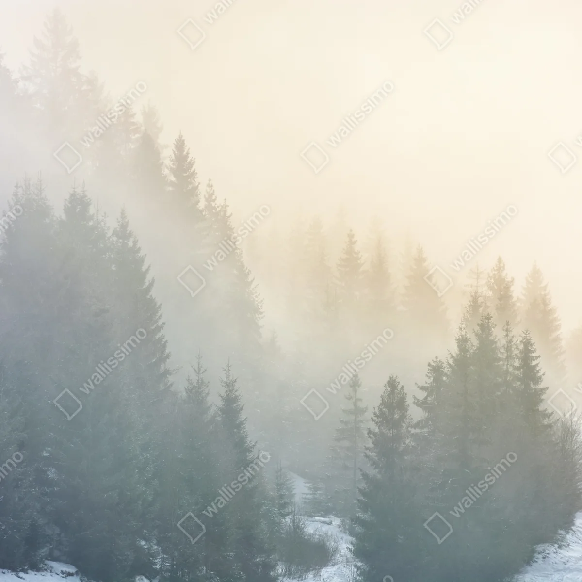Repositionierbarer Aufkleber nebliger fichtenwald bei sonnenaufgang Repositionierbarer Aufkleber nebliger fichtenwald bei sonnenaufgang