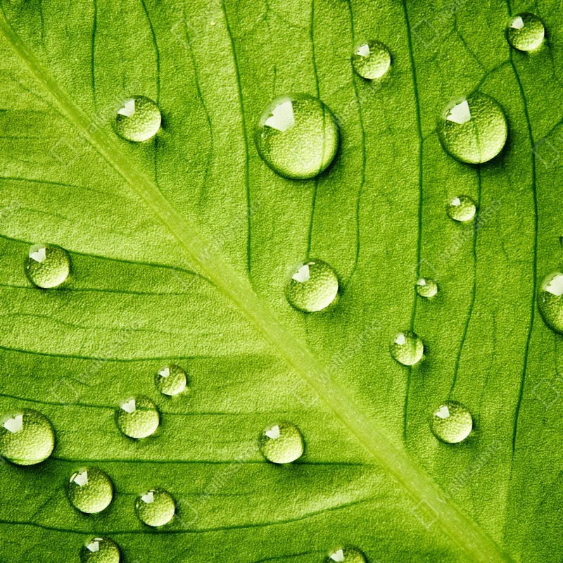 Poster frisches grünes blatt mit wassertropfen Poster frisches grünes blatt mit wassertropfen