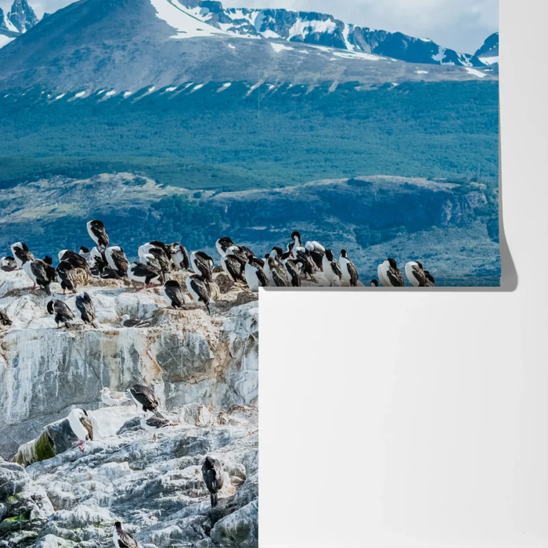 Fototapete seelöwen und seevögel an der felsküste Fototapete seelöwen und seevögel an der felsküste