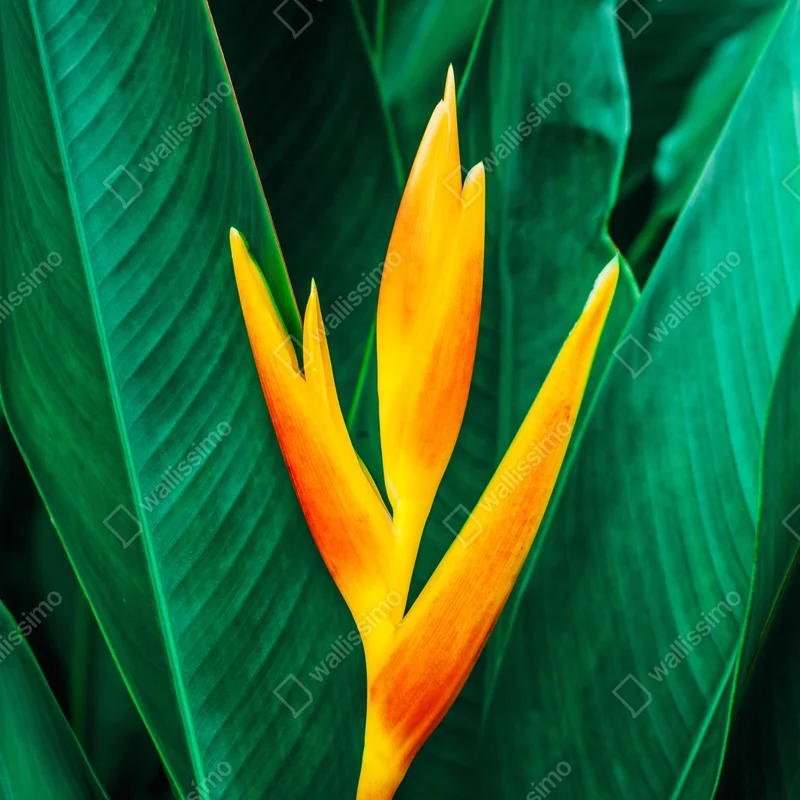 Poster leuchtende tropische heliconia vor satten grünen blättern Poster leuchtende tropische heliconia vor satten grünen blättern