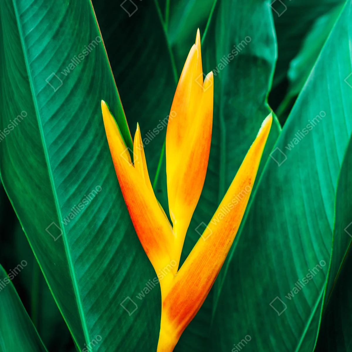 Poster leuchtende tropische heliconia vor satten grünen blättern Poster leuchtende tropische heliconia vor satten grünen blättern