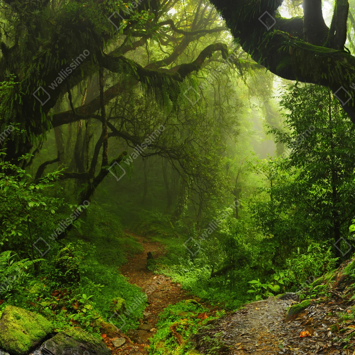 Repositionierbarer Aufkleber verwunschener moosiger waldpfad Repositionierbarer Aufkleber verwunschener moosiger waldpfad