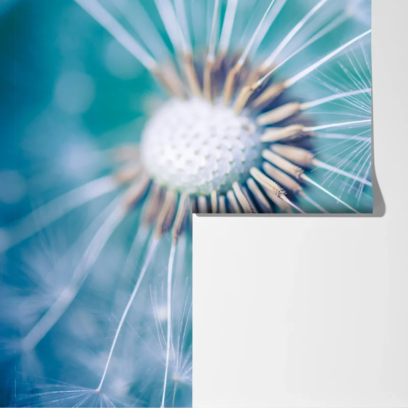 Fototapete türkisfarbener löwenzahn nahaufnahme Fototapete türkisfarbener löwenzahn nahaufnahme