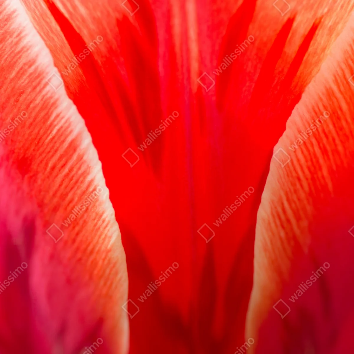 Laptop-Aufkleber leuchtende rote tulpen nahaufnahme Laptop-Aufkleber leuchtende rote tulpen nahaufnahme