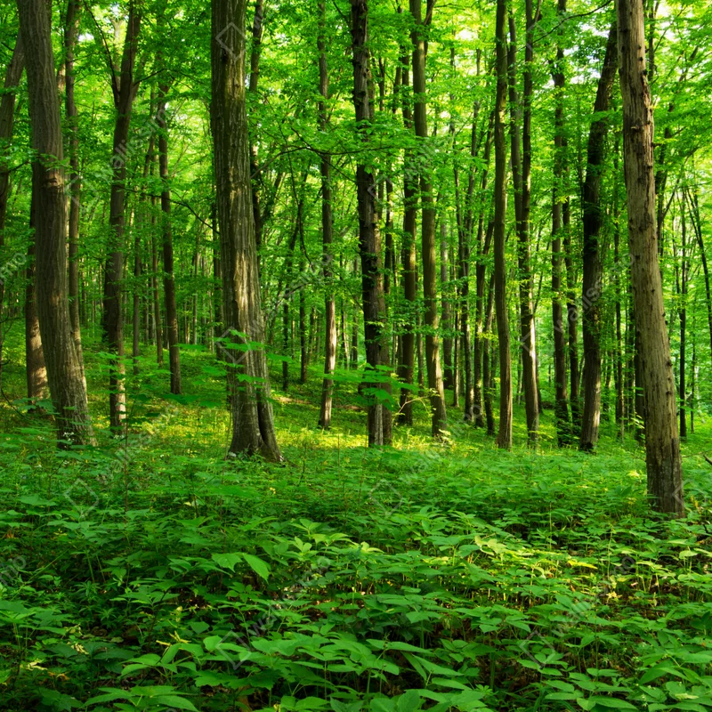 Tischaufkleber und Schreibtischaufkleber sonniger grüner wald im frühling Tischaufkleber und Schreibtischaufkleber sonniger grüner wald im frühling