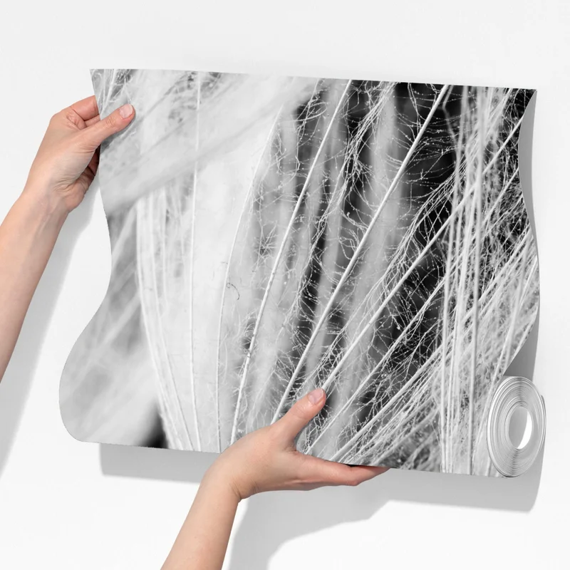 Fototapeta delikatne zbliżenie nasion dmuchawca czarno-białe Fototapeta delikatne zbliżenie nasion dmuchawca czarno-białe