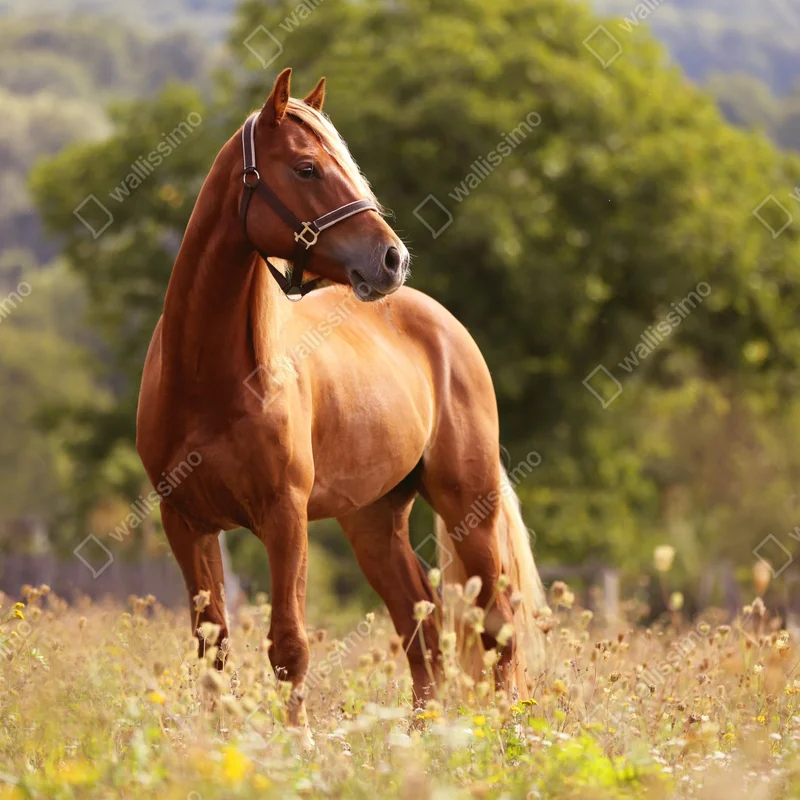 Fototapete majestätisches kastanienbraunes pferd auf sommerlicher wiese Fototapete majestätisches kastanienbraunes pferd auf sommerlicher wiese