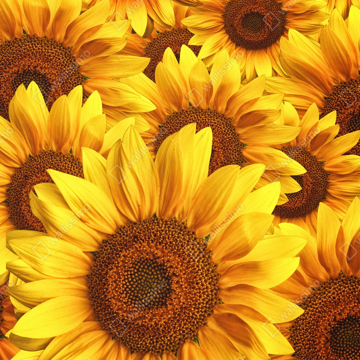 Schrankaufkleber goldene sonnenblumen Schrankaufkleber goldene sonnenblumen