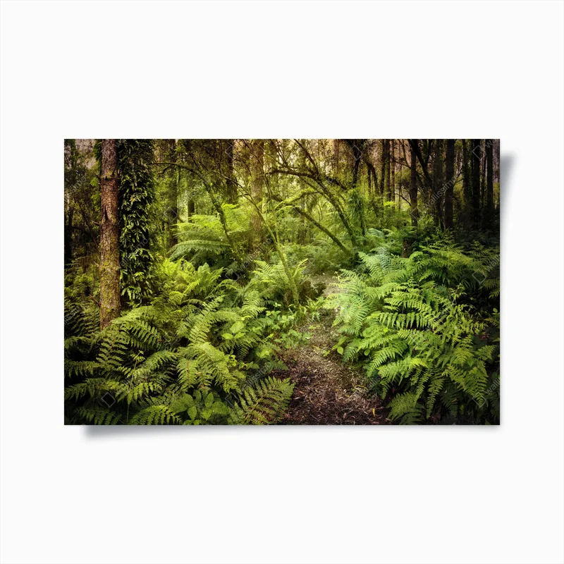 Poster geheimnisvoller farnpfad im regenwald • Poster bei Wallnifity® Poster geheimnisvoller farnpfad im regenwald • Poster bei Wallnifity®