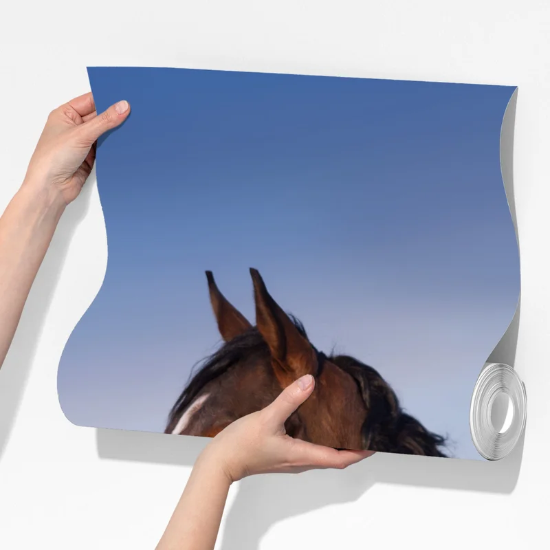 Fototapete braunes pferd im gelben rapsfeld Fototapete braunes pferd im gelben rapsfeld