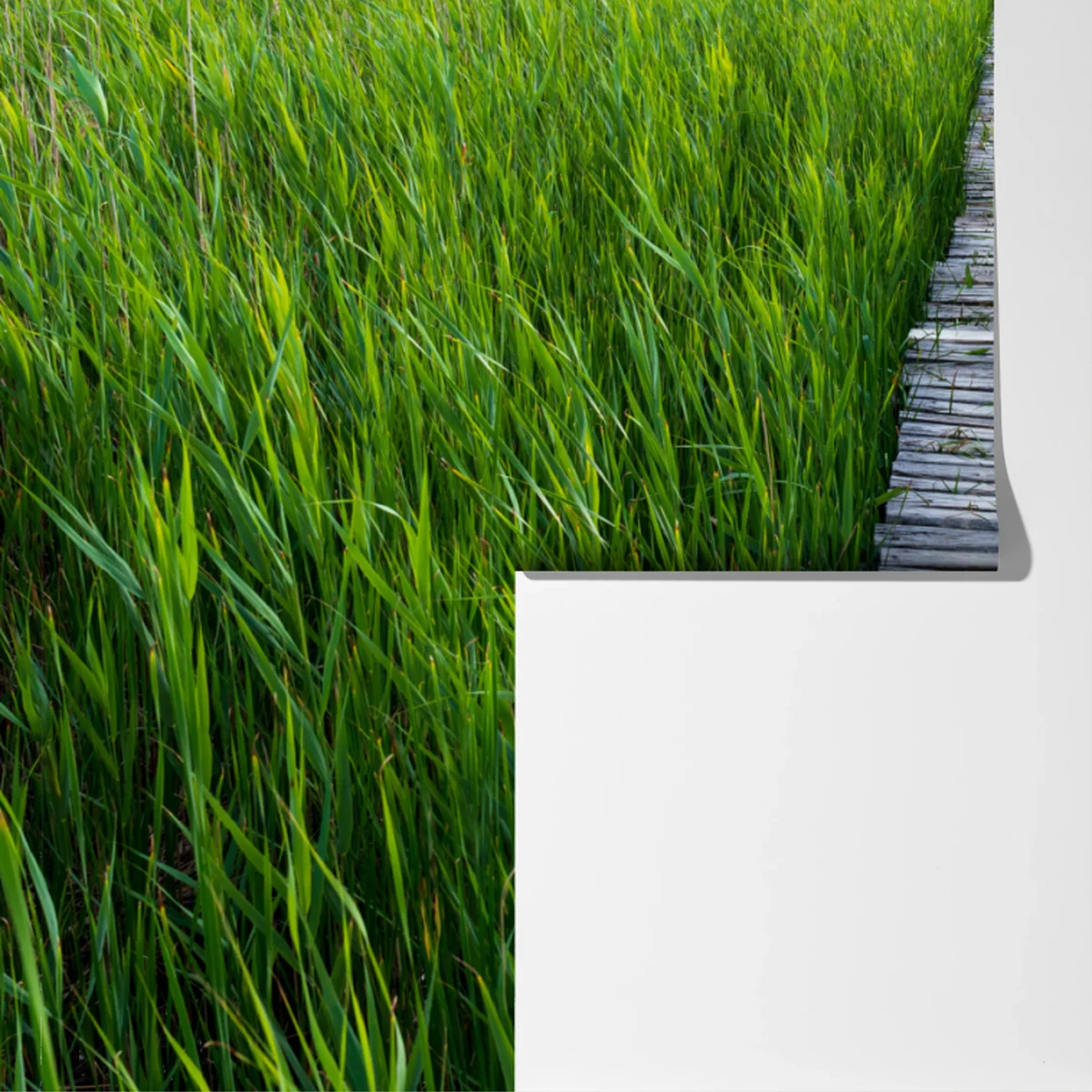 Fototapeta spokojny zielony pomost przez trzcinowisko do rustykalnej chaty Fototapeta spokojny zielony pomost przez trzcinowisko do rustykalnej chaty