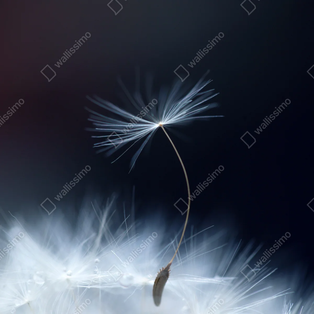 Naklejka na okno delikatne zbliżenie nasiona dmuchawca Naklejka na okno delikatne zbliżenie nasiona dmuchawca