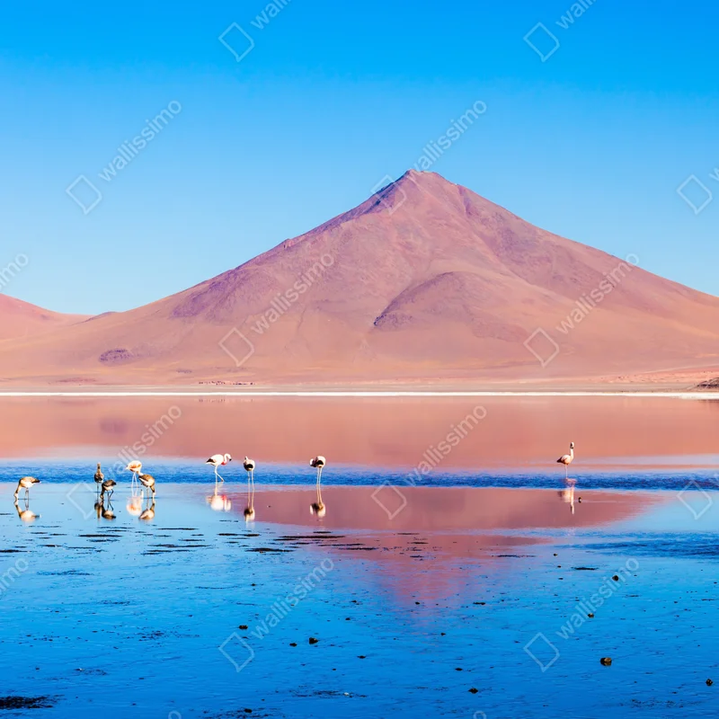 Fototapete flamingos am Laguna Colorada, Bolivien Fototapete flamingos am Laguna Colorada, Bolivien