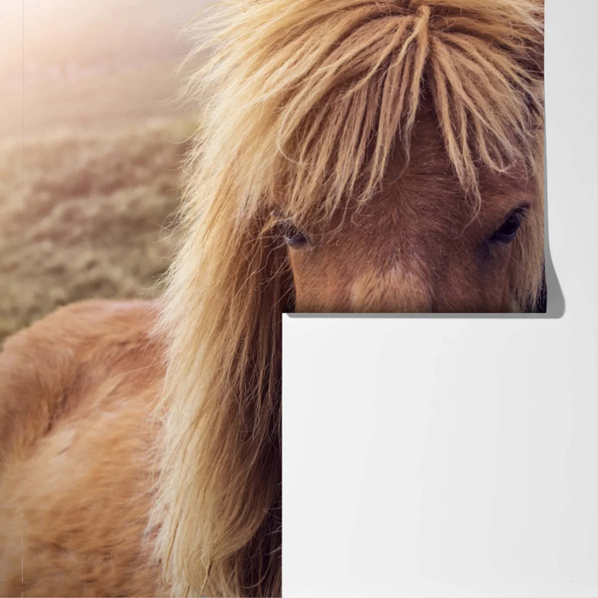 Fototapete zwei pferde auf einem nebligen hügel, Färöer-Inseln Fototapete zwei pferde auf einem nebligen hügel, Färöer-Inseln