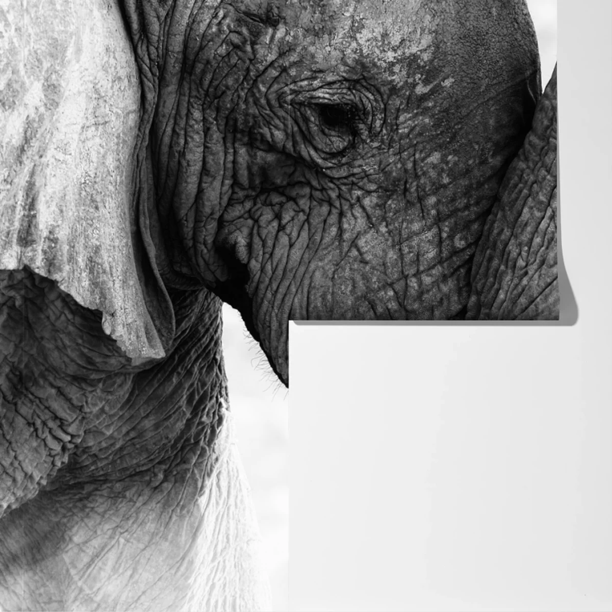 Fototapete elefanten umarmung schwarzweißes porträt Fototapete elefanten umarmung schwarzweißes porträt