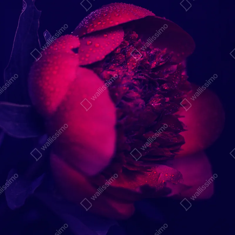 Poster stimmungsvolle rosa pfingstrose nahaufnahme Poster stimmungsvolle rosa pfingstrose nahaufnahme