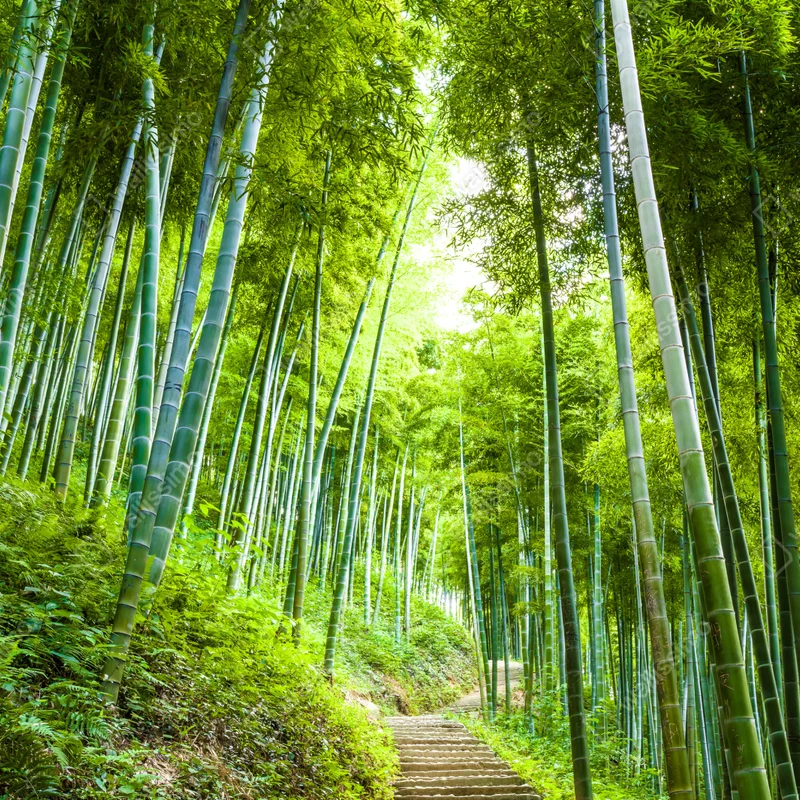 Poster ruhiger bambuswaldweg Poster ruhiger bambuswaldweg