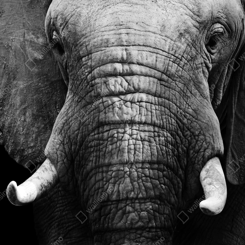 Laptop-Aufkleber majestätisches elefantenporträt Laptop-Aufkleber majestätisches elefantenporträt