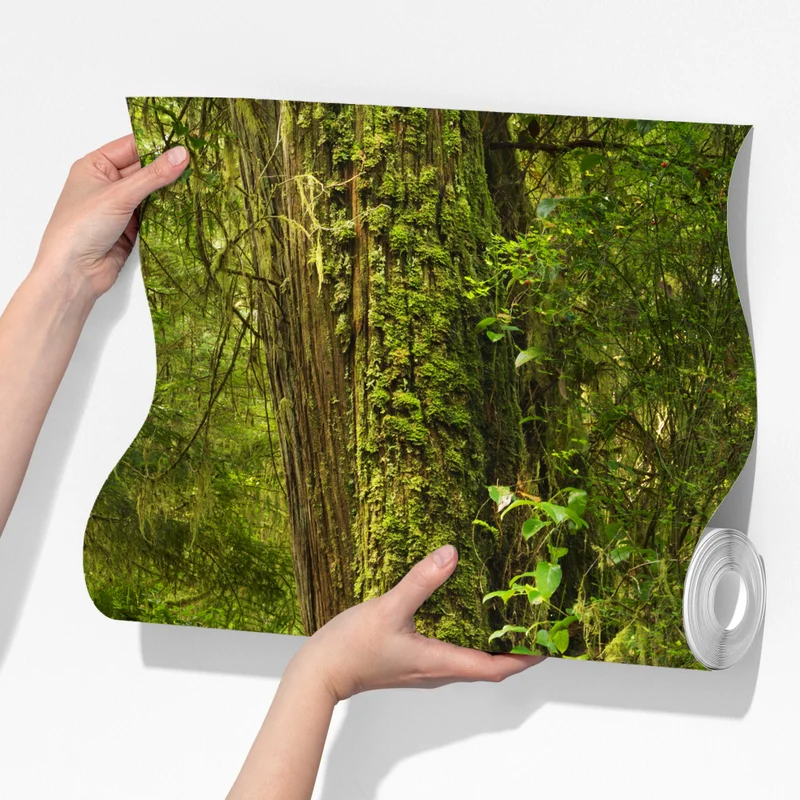 Fototapete steg im Pacific Rim regenwald Fototapete steg im Pacific Rim regenwald