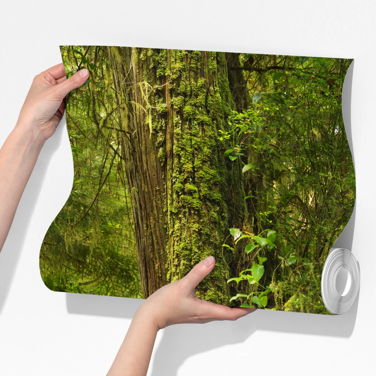 Fototapete steg im Pacific Rim regenwald Fototapete steg im Pacific Rim regenwald