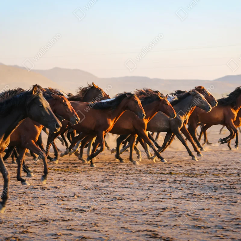 Tischaufkleber und Schreibtischaufkleber yilki pferde galoppieren auf dem feld in Kayseri Tischaufkleber und Schreibtischaufkleber yilki pferde galoppieren auf dem feld in Kayseri