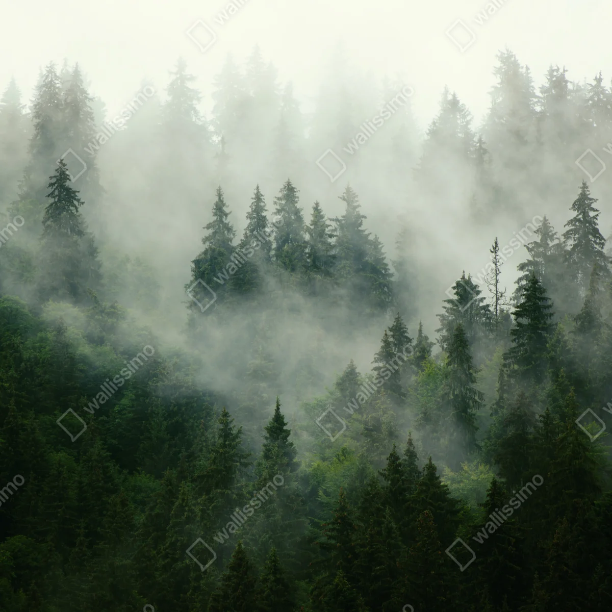 Repositionierbarer Aufkleber nebliger nadelwald Repositionierbarer Aufkleber nebliger nadelwald