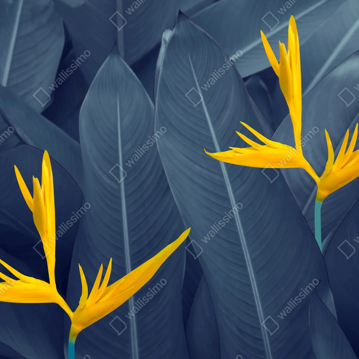 Fototapete gelbe strelitzie auf blauen blättern Fototapete gelbe strelitzie auf blauen blättern
