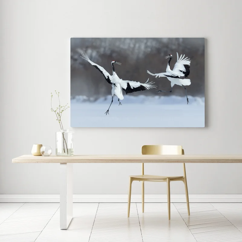 Leinwandbild tanzende rotkronenkraniche im schnee, Hokkaido Leinwandbild tanzende rotkronenkraniche im schnee, Hokkaido