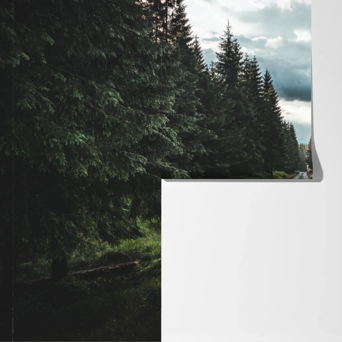 Fototapeta leśna droga wśród sosen Fototapeta leśna droga wśród sosen