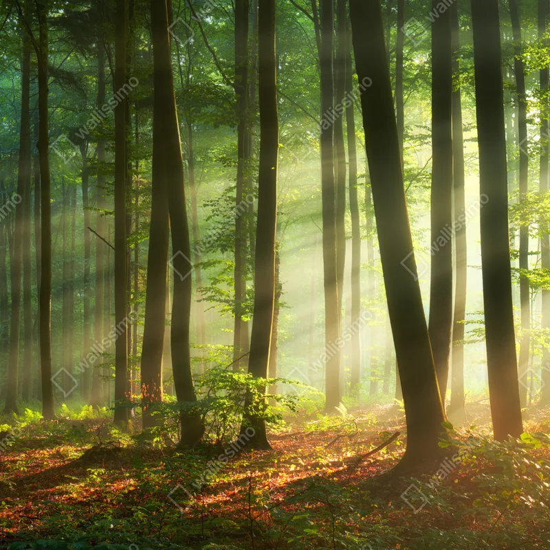 Poster sonnenbeschienener morgenwald Poster sonnenbeschienener morgenwald