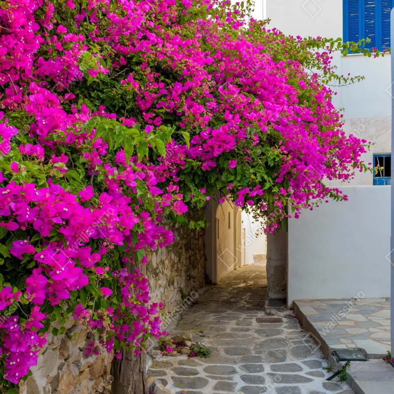 Laptop-Aufkleber blühende bougainvillea in Naousa gasse Laptop-Aufkleber blühende bougainvillea in Naousa gasse