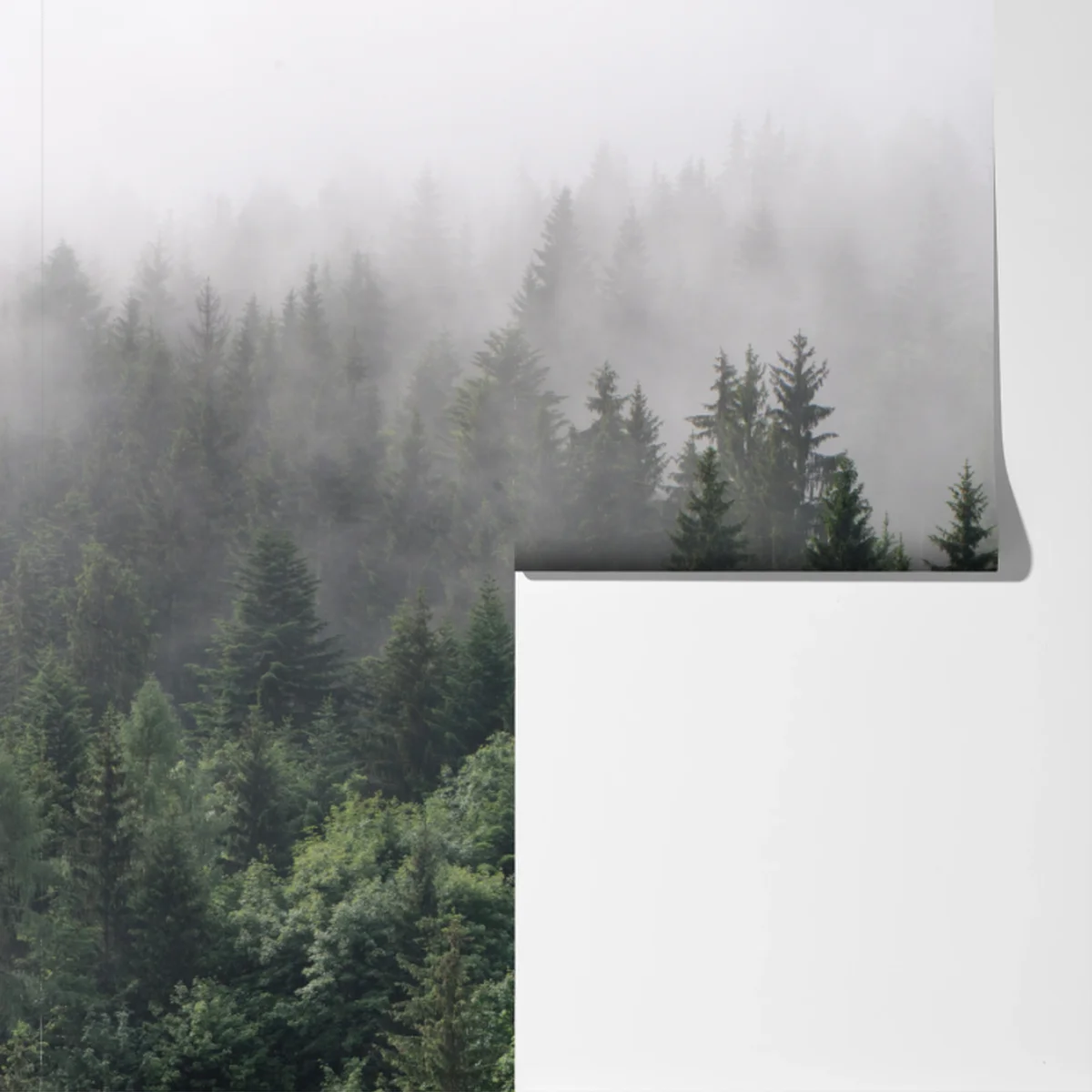 Fototapete nebliger immergrüner wald panorama Fototapete nebliger immergrüner wald panorama