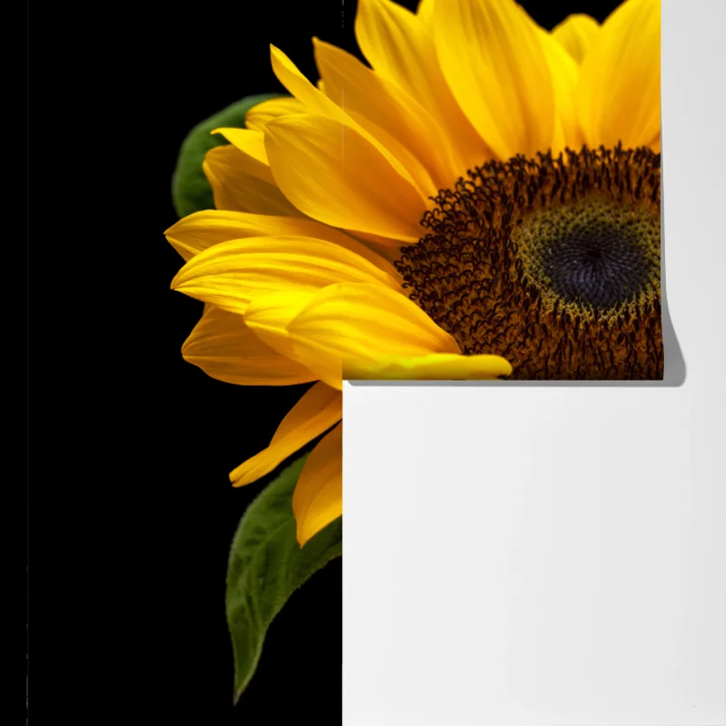 Fototapete leuchtende sonnenblume auf schwarzem hintergrund Fototapete leuchtende sonnenblume auf schwarzem hintergrund